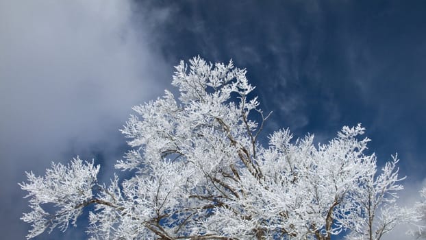 winter panoramic shot with cold blue sky, moving clouds and frosted tree branch