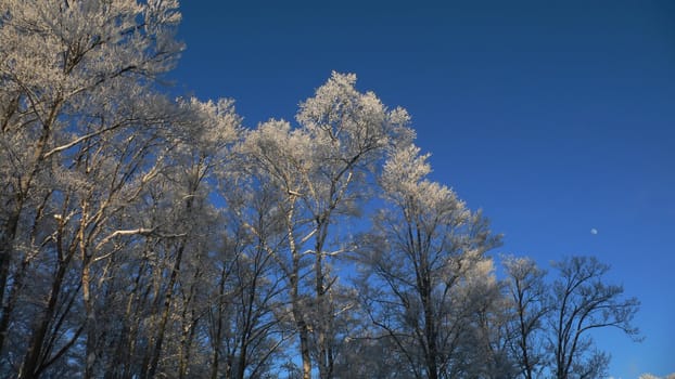 winter forest with frosted tree branches over blue sky background
