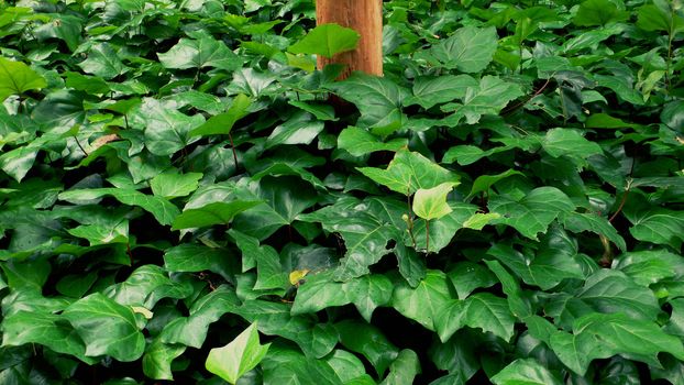 fresh wet green leafs background with bare tree stem