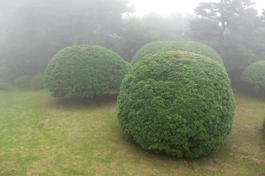 beautiful and well-arranged bushes in misty Japanese park, Hakone, Japan