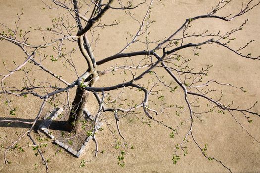 Top view of a tree with growing leaves in spring