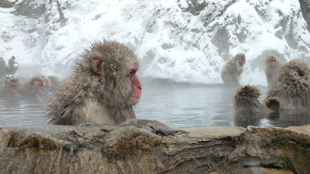 Japanese Macaque in natural hot bath in winter, Nagano Japan
