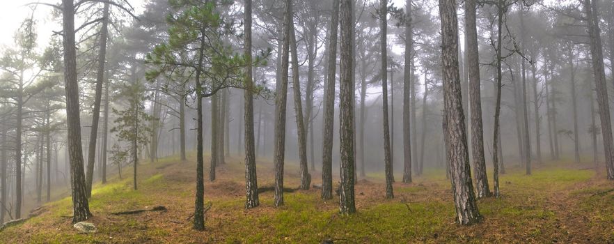 Misty forest with sunlight and green grass