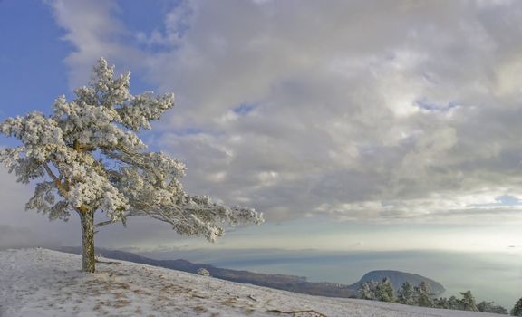 Mountain pine-tree with snow and sunlight in winter 