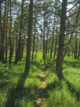 Forest path in summer