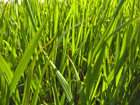 Green grass with sunlight in summer