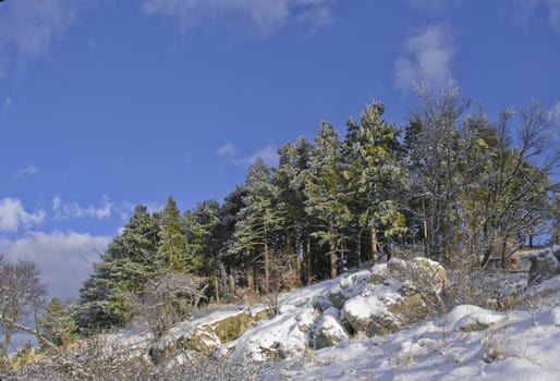 Green forest with snow under blue sky in winter