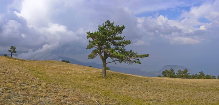 Green pine-tree and yellow grass under blue sky with white clouds in autumn