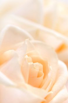 Floral background of two delicate high key beige roses macro 