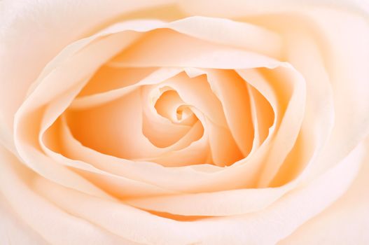 Delicate high key beige rose macro floral background