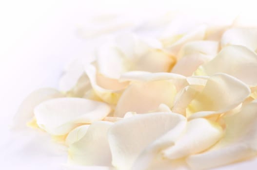 Abstract background of fresh white rose petals