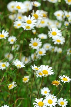 White wild daisies blooming in the summer meadow