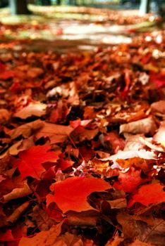 Red maple tree leaves on the forest floor in the fall