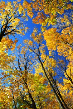 Fall maple trees glowing in sunshine with blue sky background