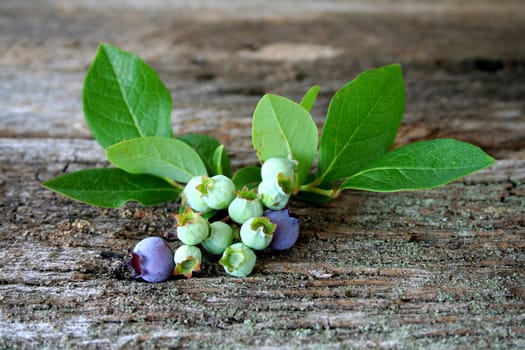 Just picked blueberries.