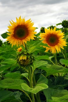Summer sunflower field with overcast cloudy sky