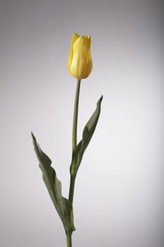 yellow tulip