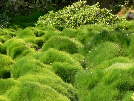 fluffy green moss natural background