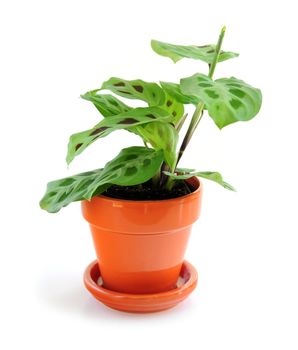 Green leafy houseplant isolated on white background