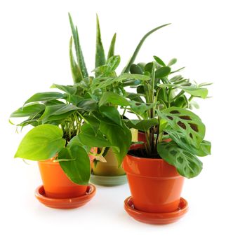 Assorted green houseplants in pots isolated on white background