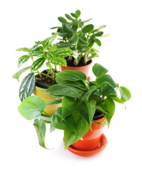 Assorted green houseplants in pots isolated on white background