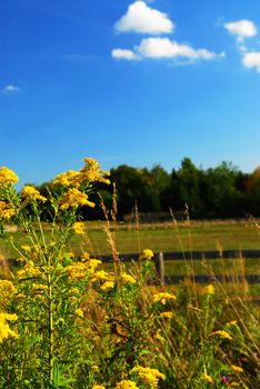 Rural summer landscape with blooming ragweed in foreground