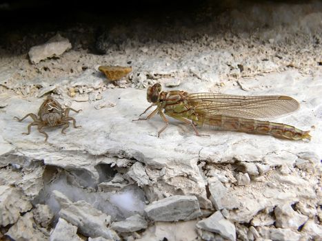 Summer.Kazan.Dragonfly.Odonata.Dragonflies.Cliff.