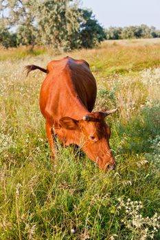 on evening sun, brown cow on the summer meadow