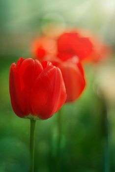 red garden tulips over soft green background