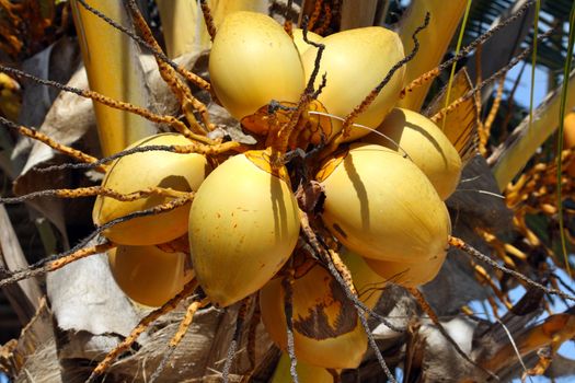 A bunch of coconuts in Nungwi, Zanzibar
