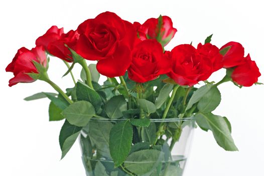 bouquet of red roses in vase on the white background