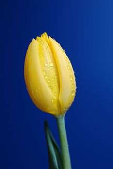 Yellow Tulip on a blue Background