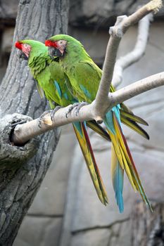 Two Military Macaws (Ara Militaris), large parrots, native to the forests of Mexico and South America