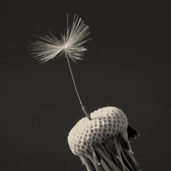 seeds of flower dandelion on black