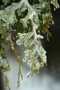 Some Ice coated tree branches