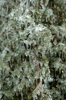 Some Ice coated tree branches