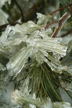 Some Ice coated tree branches