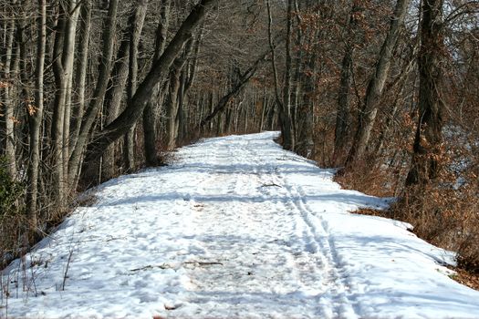 A Snow covered path in the woods