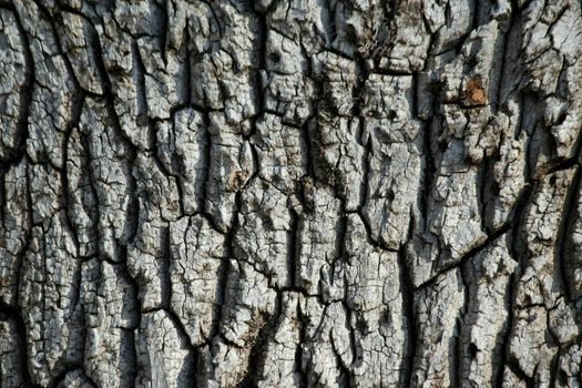 a Tree bark background texture