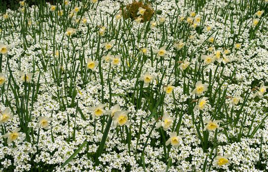 The blooming narcissus on a flower carpet