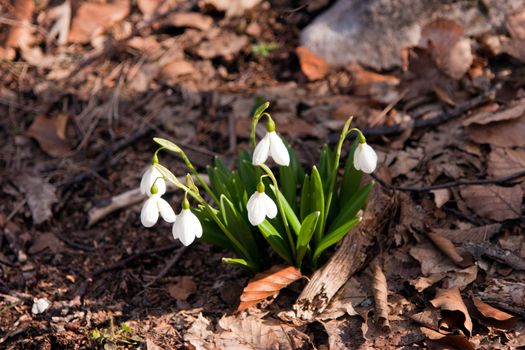 Beautiful snowdrop flowers in the Crimean Mountains