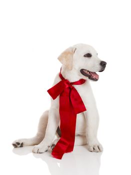 Adorable labrador retriever puppy wearing a red sattin lace, isolated on white