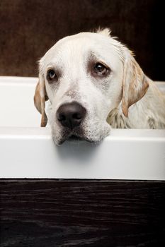 Beautiful labrador retriever with a sad look and being washed