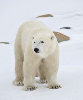 Portrait of a polar bear. Close up a portrait of a polar bear.