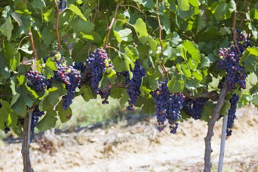 tuscan grapes