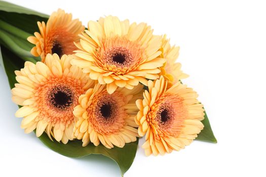 bunch of orange gerbera daisies