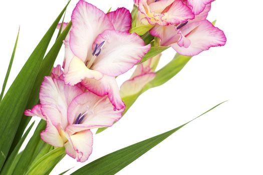 pink gladiolus