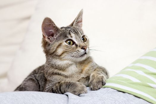 little kitten