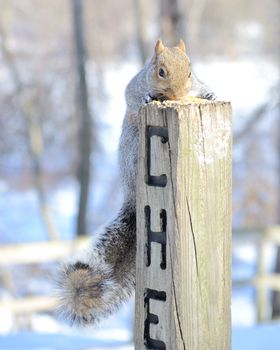 A gray squirrel perched on a post eating bird seed.