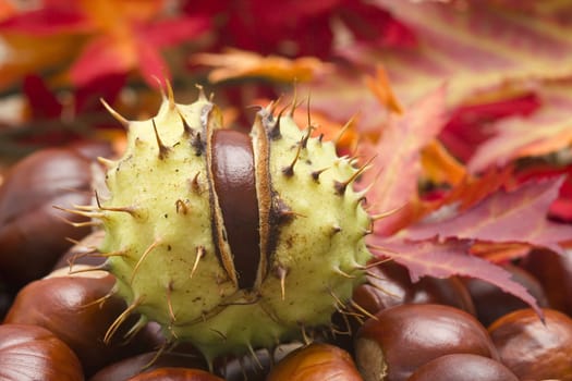 close up of chestnut